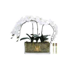 Flor Perfumada – Oval Orchids